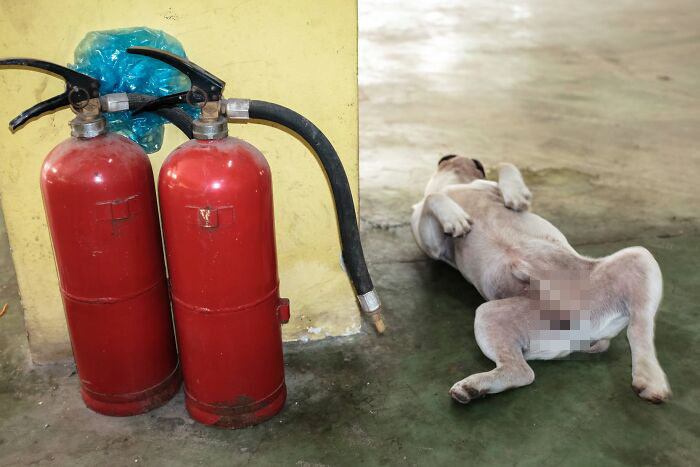 Wait, Animals Totally Crashed These Street Photos!