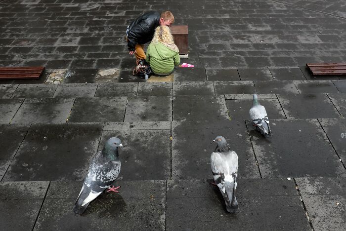 Wait, Animals Totally Crashed These Street Photos!