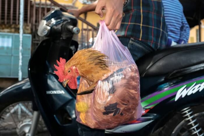 Wait, Animals Totally Crashed These Street Photos!
