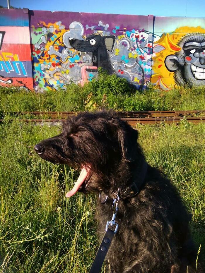 Dog Yawns Matching Graffiti? Talk About Paw-some Timing!