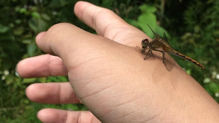 Dragonfly Just Snagged Its Lunch—Mosquito’s No Match!