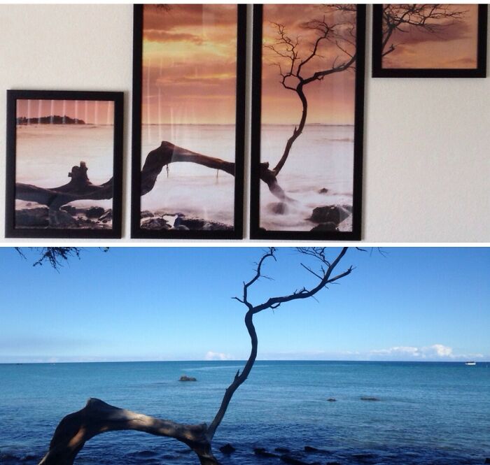 Found the Tree from Our Living Room Picture… on a Hawaiian Beach!