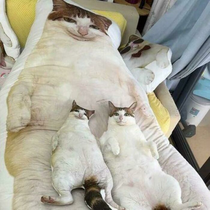 The 118 Most Baffling Pics That’ll Have You Saying, Wait… What?!