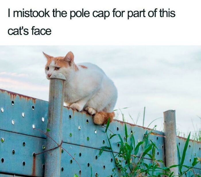 The 118 Most Baffling Pics That’ll Have You Saying, Wait… What?!