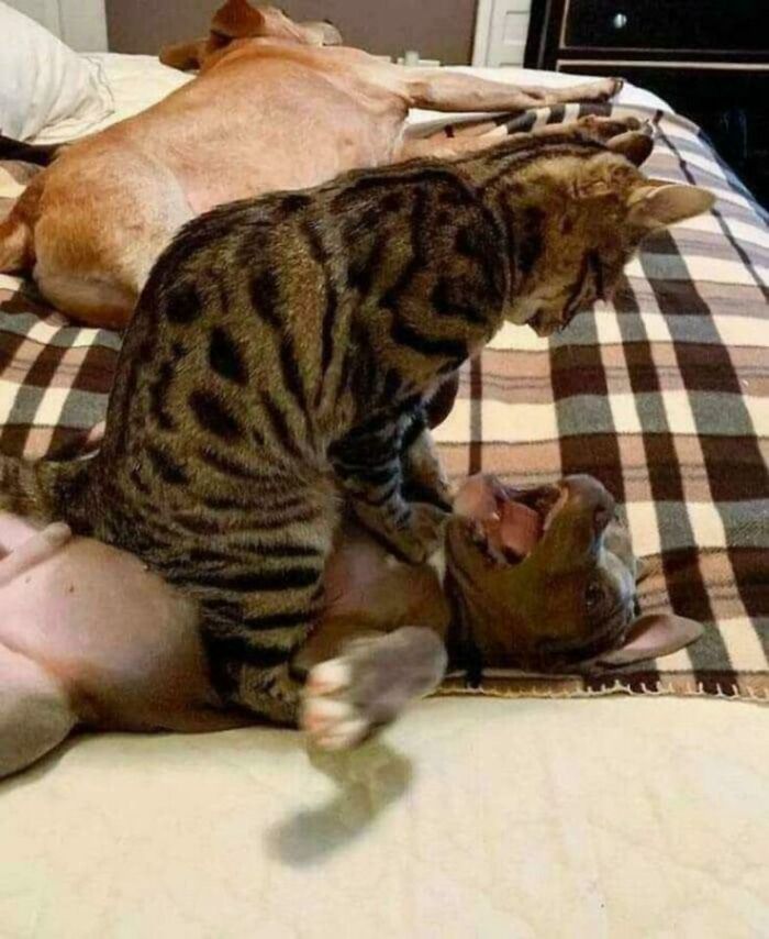 The 118 Most Baffling Pics That’ll Have You Saying, Wait… What?!