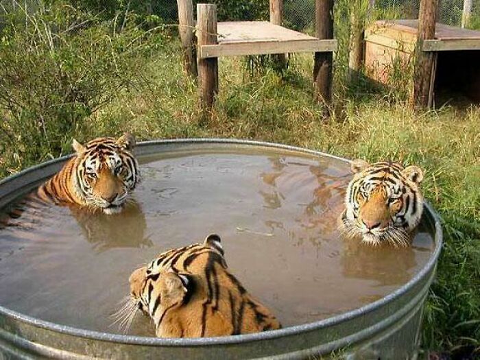The 118 Most Baffling Pics That’ll Have You Saying, Wait… What?!