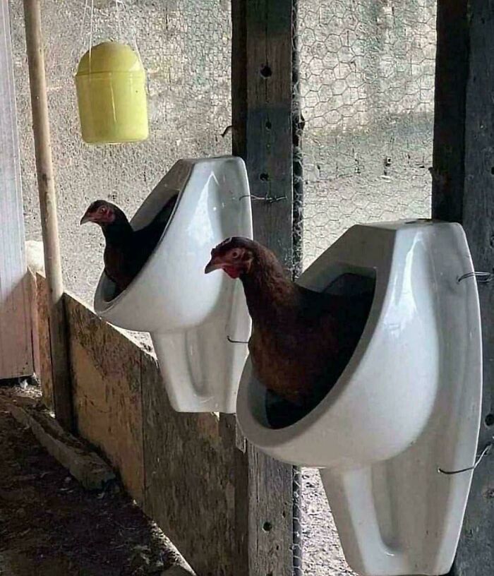 The 118 Most Baffling Pics That’ll Have You Saying, Wait… What?!