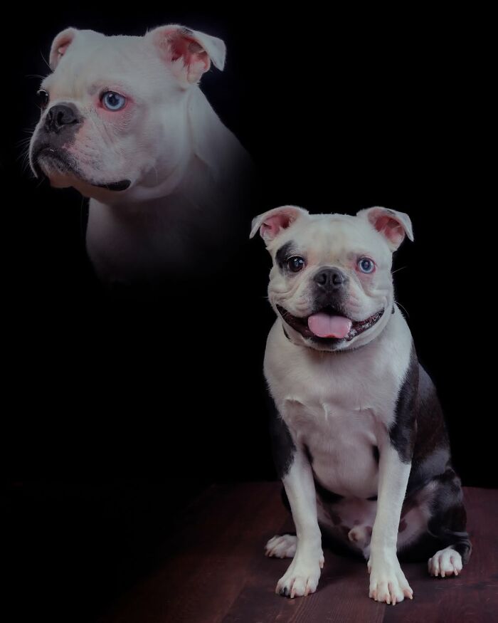 Meet The Pet Photos That Are Weirdly Awesome And Totally Hilarious