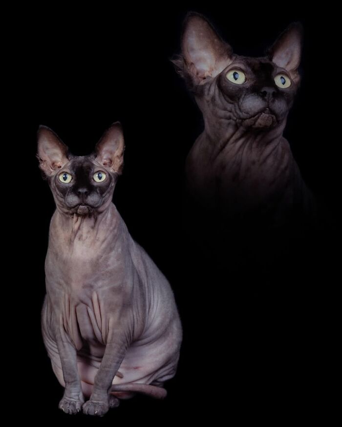 Meet The Pet Photos That Are Weirdly Awesome And Totally Hilarious