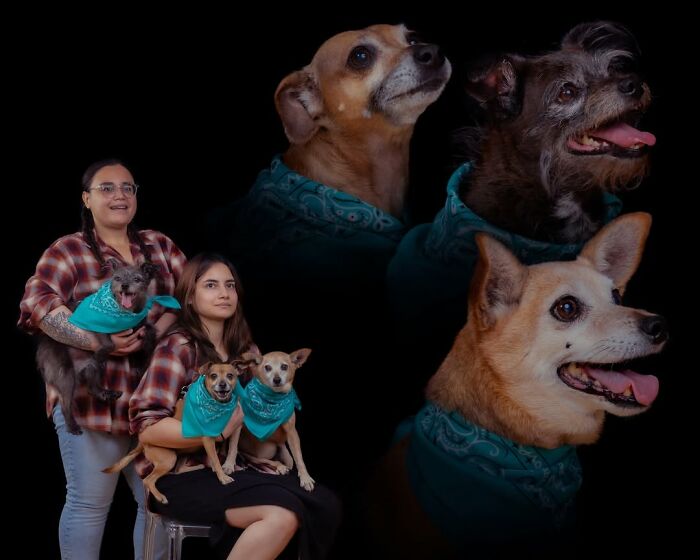 Meet The Pet Photos That Are Weirdly Awesome And Totally Hilarious