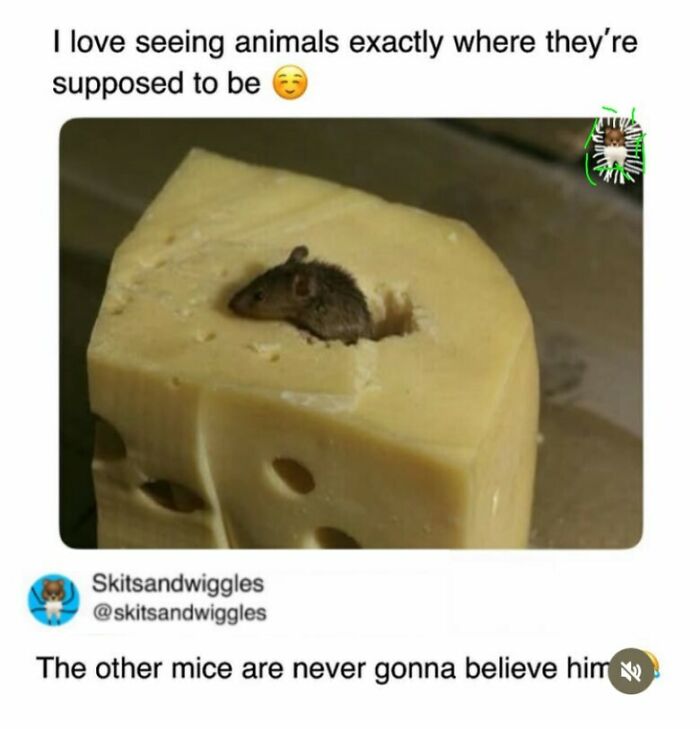 These Hilariously Random Memes Will Totally Brighten Your Day