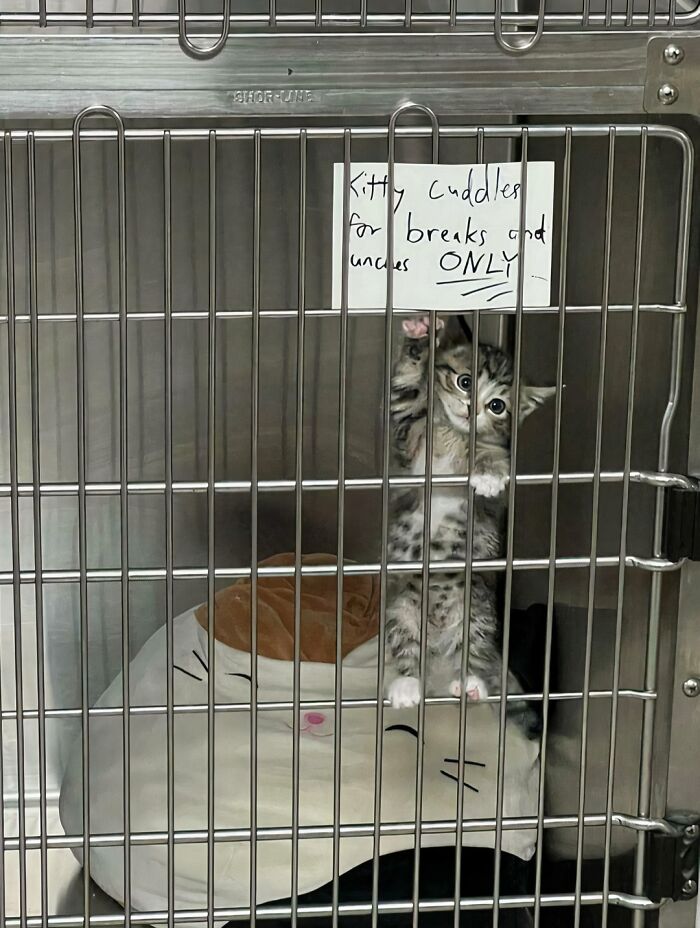 "Kitten Cuddles Only During Breaks" Because Everyone Needs A Paw-some Boss