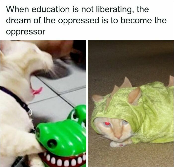 Wait, They Actually Ranked These Edgy Memes?!