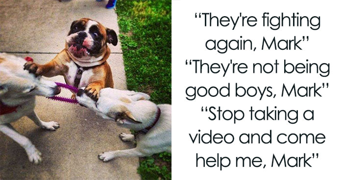 79 Dogs Being Total Goofballs and The Memes That Made Us LOL