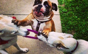 79 Dogs Being Total Goofballs and The Memes That Made Us LOL