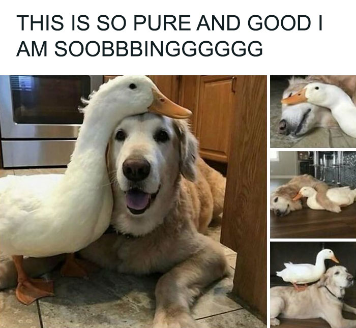 79 Dogs Being Total Goofballs and The Memes That Made Us LOL
