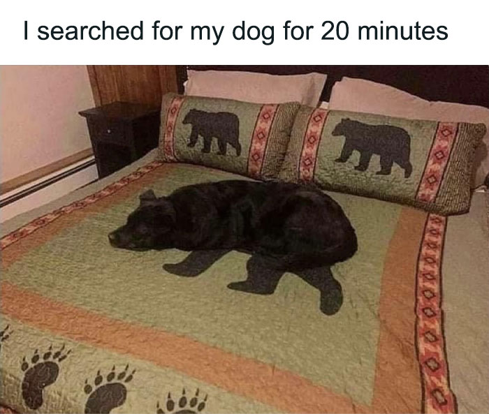 79 Dogs Being Total Goofballs and The Memes That Made Us LOL
