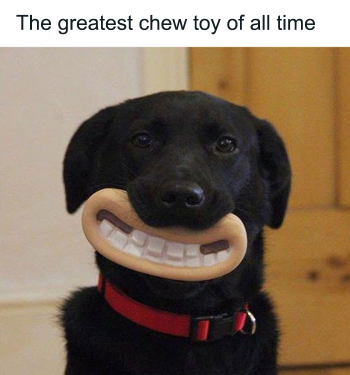 79 Dogs Being Total Goofballs and The Memes That Made Us LOL
