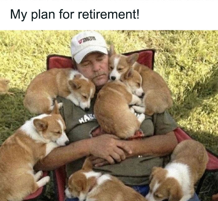 79 Dogs Being Total Goofballs and The Memes That Made Us LOL