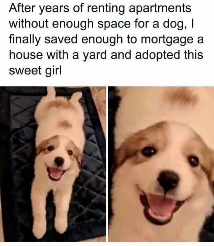 79 Dogs Being Total Goofballs and The Memes That Made Us LOL