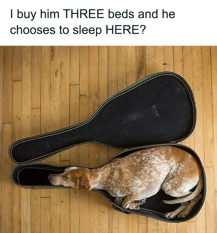 79 Dogs Being Total Goofballs and The Memes That Made Us LOL