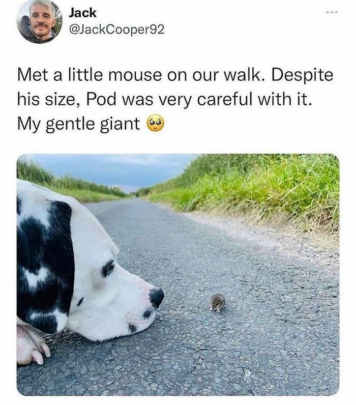79 Dogs Being Total Goofballs and The Memes That Made Us LOL