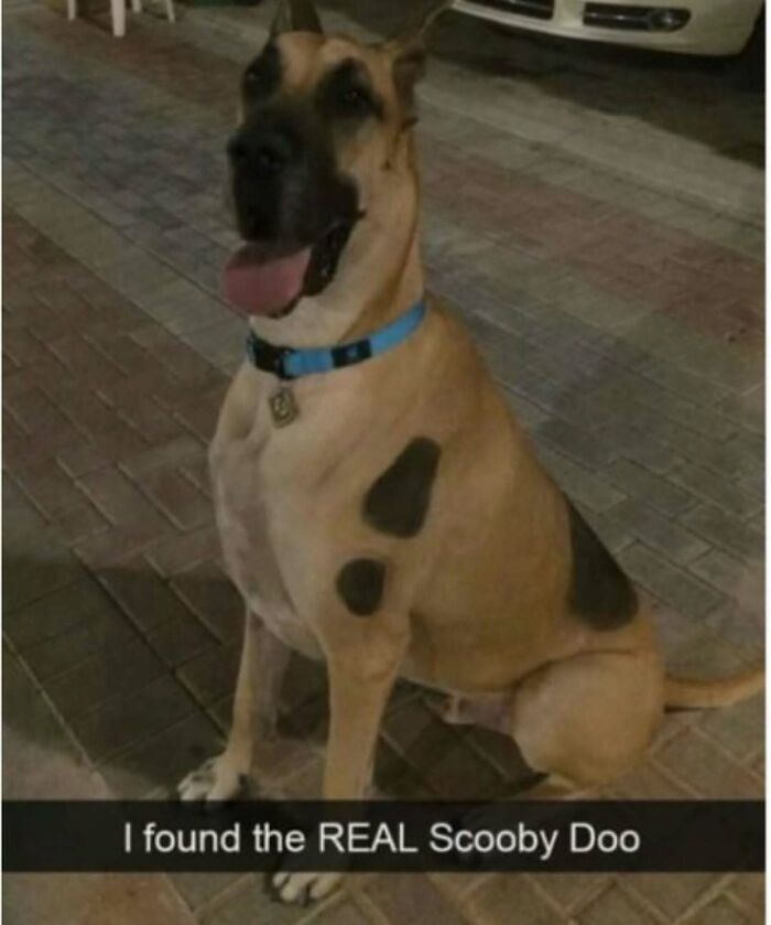 79 Dogs Being Total Goofballs and The Memes That Made Us LOL