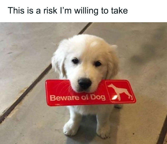 79 Dogs Being Total Goofballs and The Memes That Made Us LOL