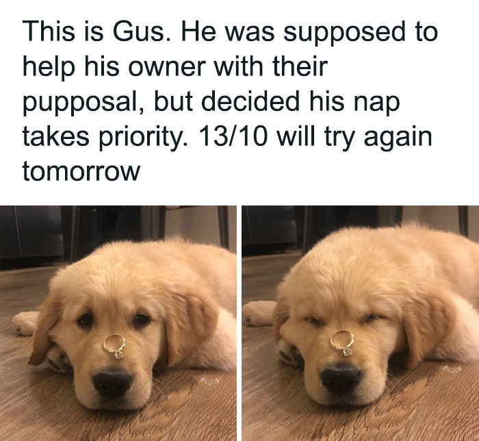 79 Dogs Being Total Goofballs and The Memes That Made Us LOL
