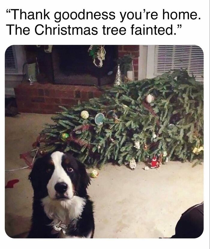 79 Dogs Being Total Goofballs and The Memes That Made Us LOL