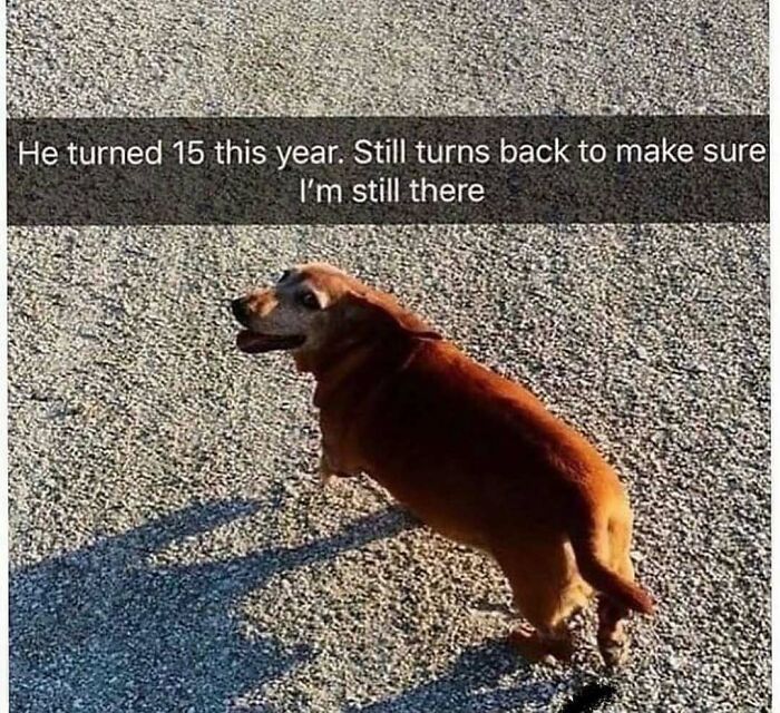 79 Dogs Being Total Goofballs and The Memes That Made Us LOL