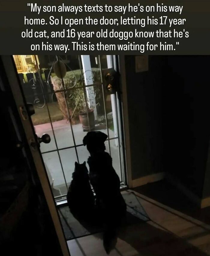 79 Dogs Being Total Goofballs and The Memes That Made Us LOL