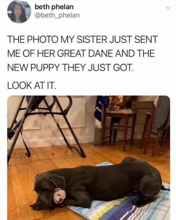 79 Dogs Being Total Goofballs and The Memes That Made Us LOL