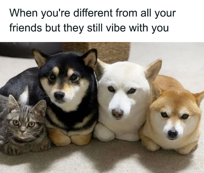 79 Dogs Being Total Goofballs and The Memes That Made Us LOL
