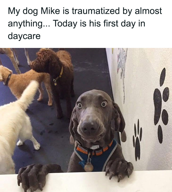 79 Dogs Being Total Goofballs and The Memes That Made Us LOL