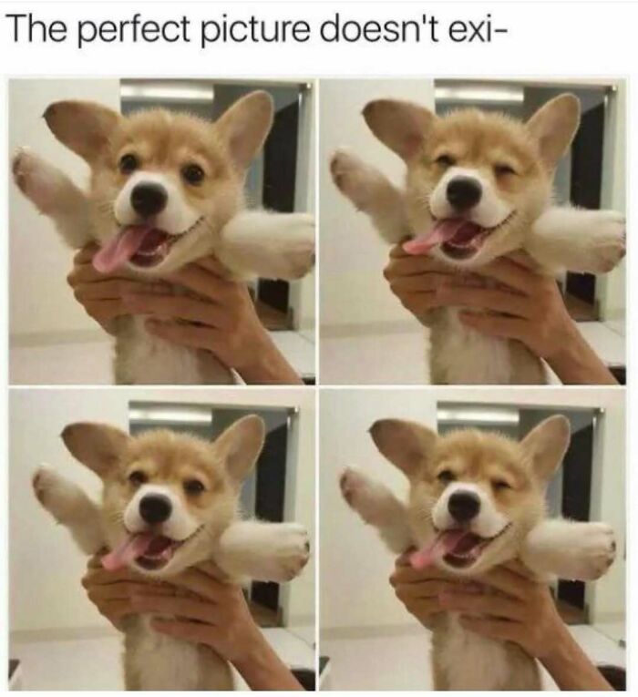 79 Dogs Being Total Goofballs and The Memes That Made Us LOL