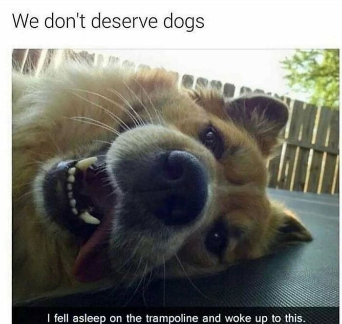 79 Dogs Being Total Goofballs and The Memes That Made Us LOL