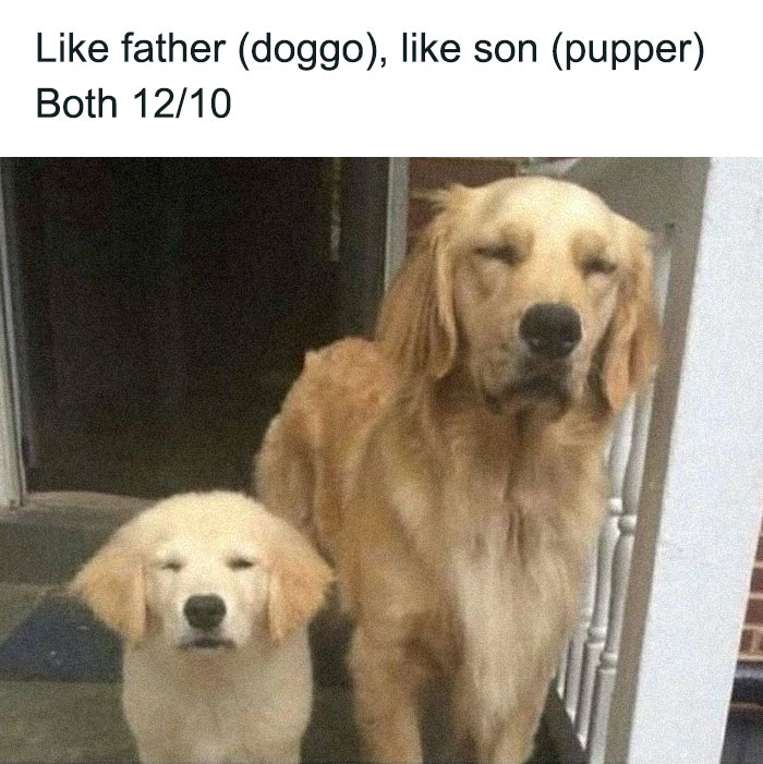 79 Dogs Being Total Goofballs and The Memes That Made Us LOL