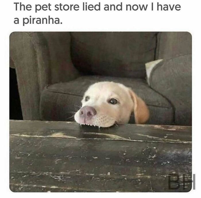 79 Dogs Being Total Goofballs and The Memes That Made Us LOL