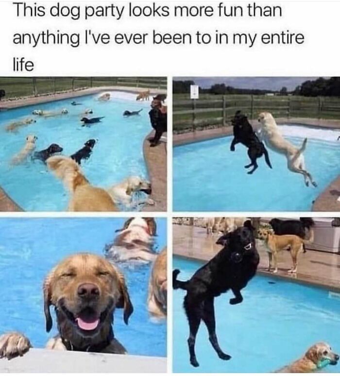 79 Dogs Being Total Goofballs and The Memes That Made Us LOL