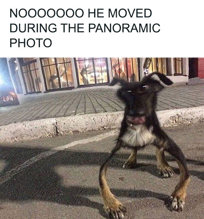 79 Dogs Being Total Goofballs and The Memes That Made Us LOL