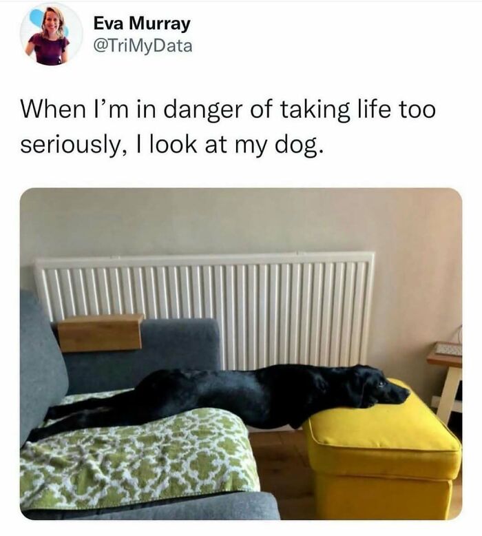 79 Dogs Being Total Goofballs and The Memes That Made Us LOL
