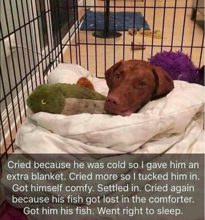 79 Dogs Being Total Goofballs and The Memes That Made Us LOL