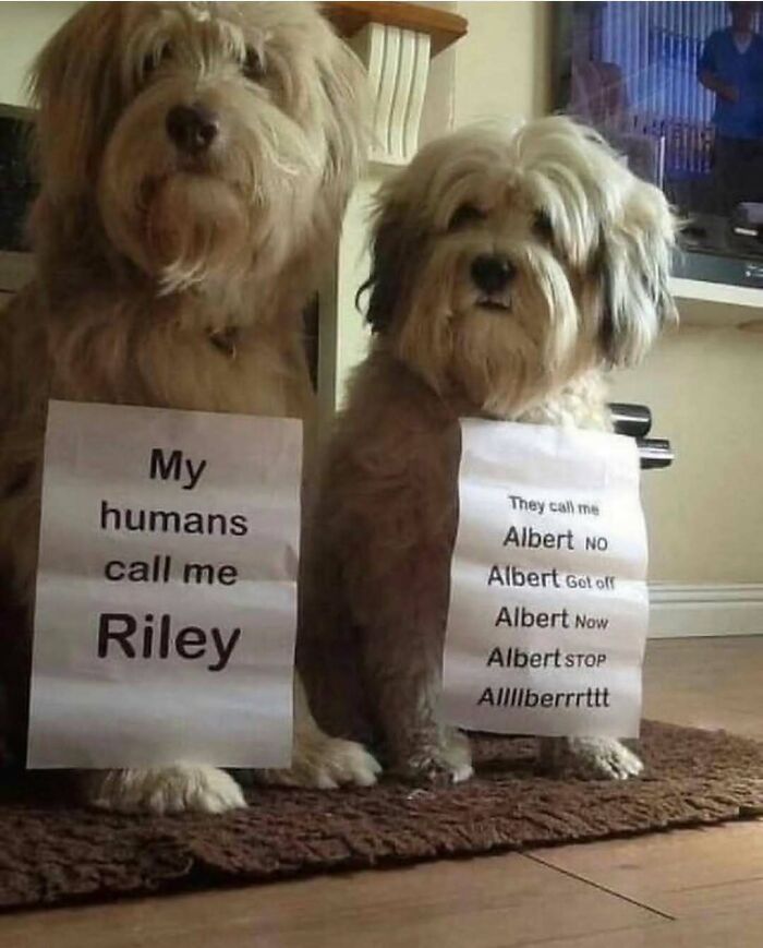 79 Dogs Being Total Goofballs and The Memes That Made Us LOL