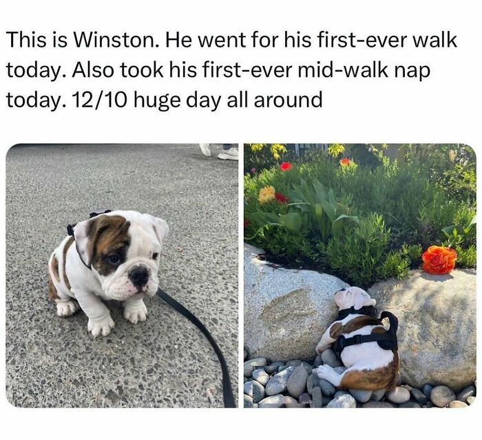 79 Dogs Being Total Goofballs and The Memes That Made Us LOL