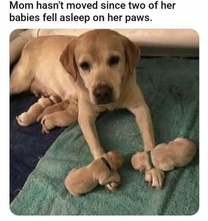 79 Dogs Being Total Goofballs and The Memes That Made Us LOL