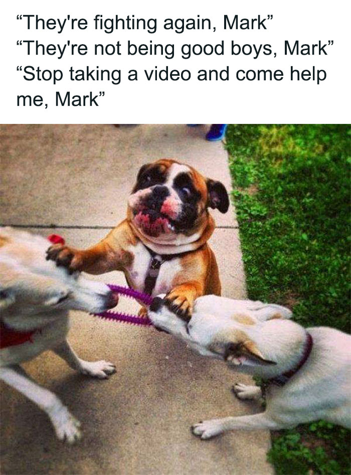 79 Dogs Being Total Goofballs and The Memes That Made Us LOL