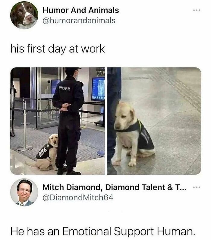 79 Dogs Being Total Goofballs and The Memes That Made Us LOL