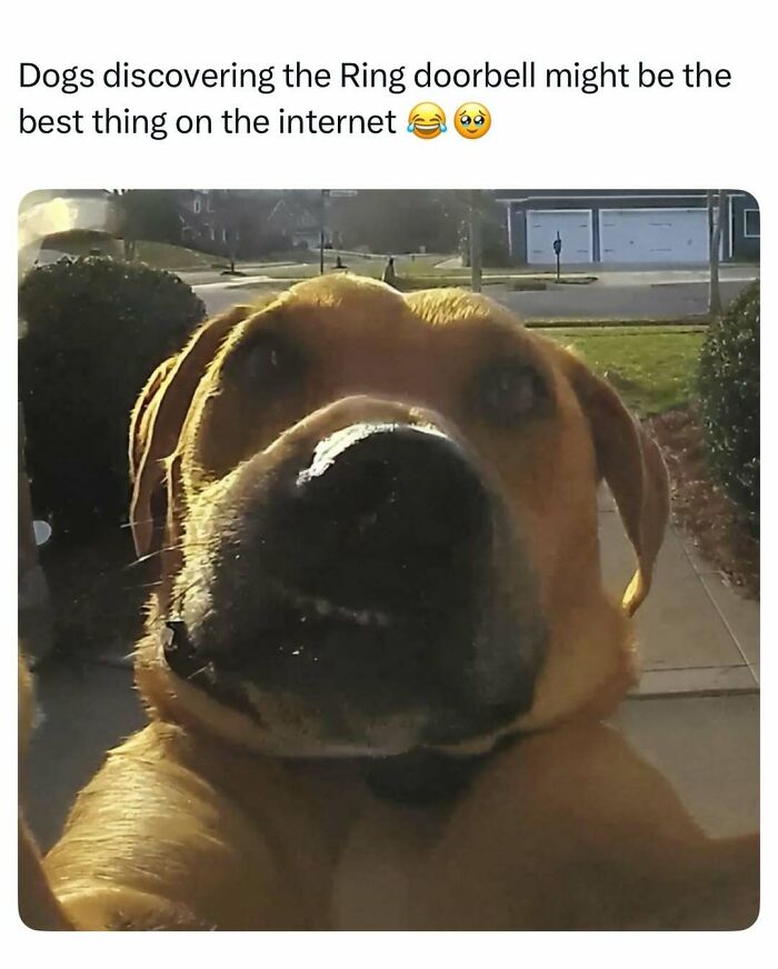 79 Dogs Being Total Goofballs and The Memes That Made Us LOL