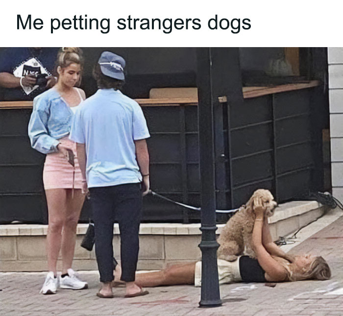 79 Dogs Being Total Goofballs and The Memes That Made Us LOL